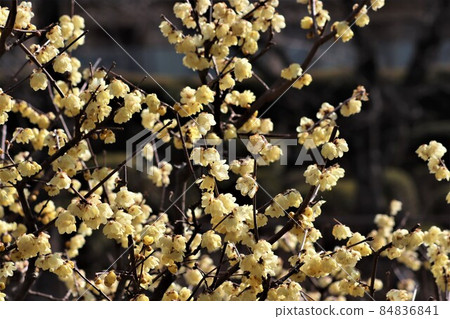 The flower of Japanese allspice that scents in spite of the winter day The flower of Japanese allspice that scents in spite of the winter day 84836841