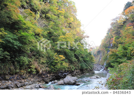 Autumn leaves Autumn leaves 84836843