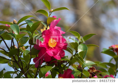 Sasanqua紅色花[綠色背景] 84837359