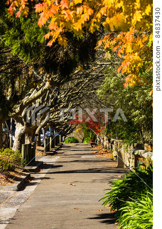 Leura, New South Wales, Australia 84837430