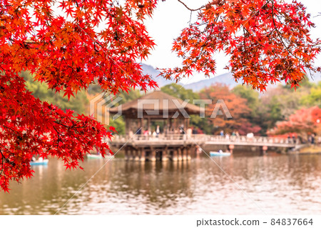 《奈良縣》秋葉浮見堂 / 秋天的奈良公園 84837664