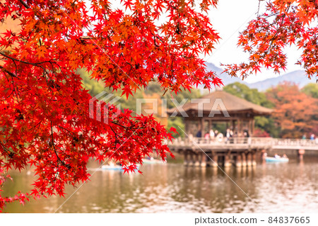 《奈良縣》秋葉浮見堂 / 秋天的奈良公園 84837665
