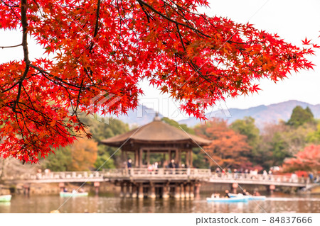 《奈良縣》秋葉浮見堂 / 秋天的奈良公園 《奈良縣》秋葉浮見堂 / 秋天的奈良公園 84837666