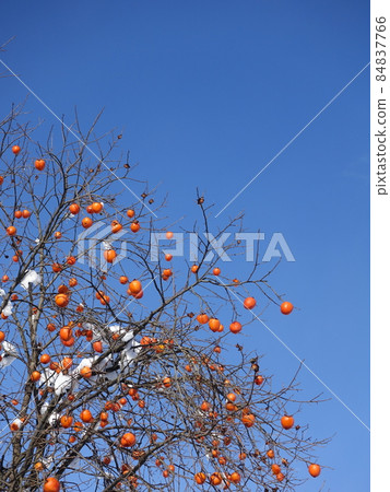 雪柿子雪冬天 84837766