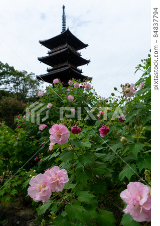 Shichihozan Mochihoin Motoyamaji Temple 84837794