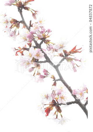 High-key cherry blossoms in Saranbe Park, Yakumo-cho, Hokkaido High-key cherry blossoms in Saranbe Park, Yakumo-cho, Hokkaido 84837872
