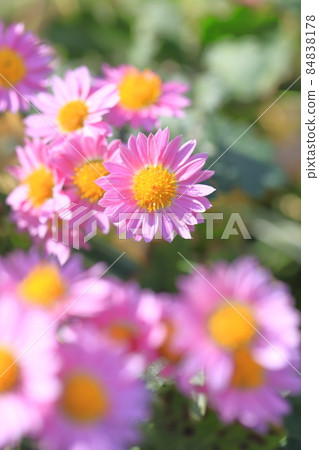 Cute pink small chrysanthemum 84838178