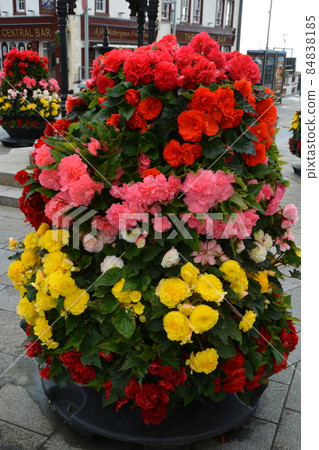 Colorful flowers begonia in pots in city 84838185
