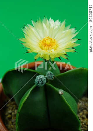 美麗的花仙人掌黃花 hekiran 84838712