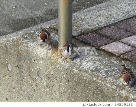 A sparrow pecking food at a break at Kemigawahama 84839188
