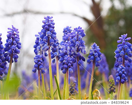 穆斯卡里花群 穆斯卡里花群 84839624