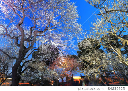 [茨城縣] 偕樂園梅花節點亮 84839625