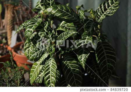 觀葉植物的葉子(綠色和白色) 觀葉植物的葉子(綠色和白色) 84839720