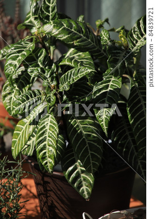觀葉植物的葉子(綠色和白色) 觀葉植物的葉子(綠色和白色) 84839721