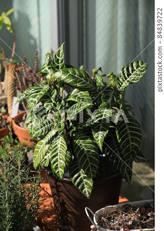 Leaves of foliage plants (green and white) Leaves of foliage plants (green and white) 84839722