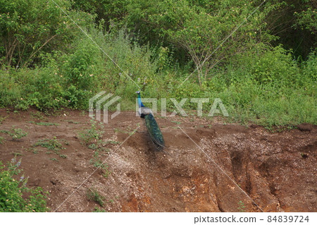 Sri Lanka / Wild Peacock 84839724