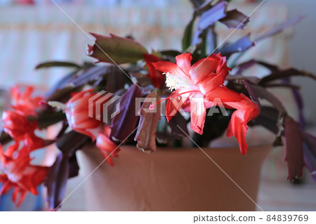 Crab cactus flower Crab cactus flower 84839769
