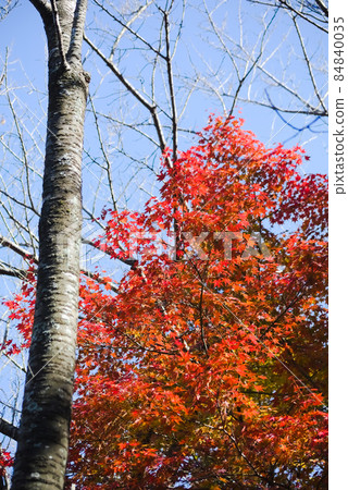 藺Mutaike的秋葉 84840035