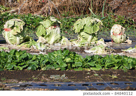 Winter cabbage field Winter cabbage field 84840112