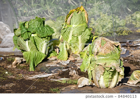 Winter cabbage field Winter cabbage field 84840113