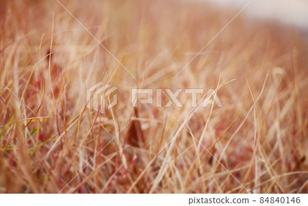 Colored meadows in late autumn 84840146