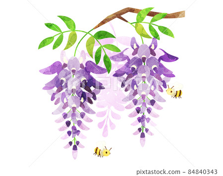 Illustration of wisteria flowers and bees processed in watercolor style 84840343
