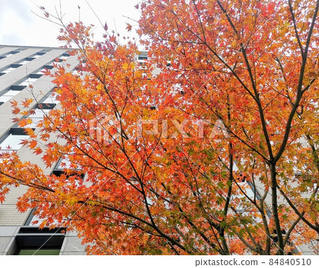 Autumn leaves in the city Autumn leaves in the city 84840510