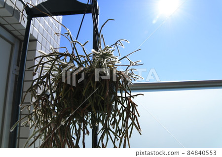 Rhipsalis 霜糖和天空 84840553