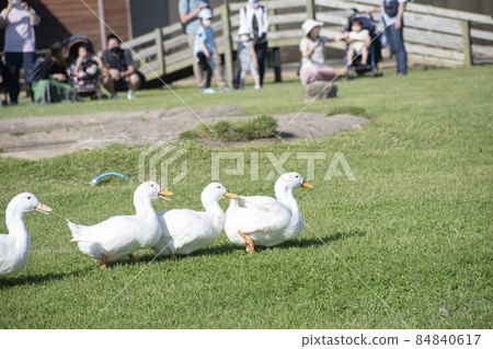 A flock of ducks walking on the lawn 84840617