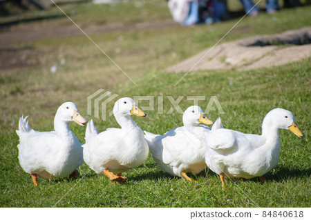 A flock of ducks walking on the lawn 84840618