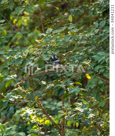 Crested kingfisher or Megaceryle lugubris at dhikala zone of jim corbett national park or forest reserve uttarakhand india 84841231
