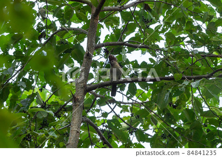 Striated laughingthrush or Garrulax striatus bird perched on tree branch in natural green background in foothills of himalaya uttarakhand india 84841235