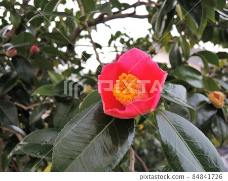 Camellia japonica camellia Camellia japonica camellia 84841726