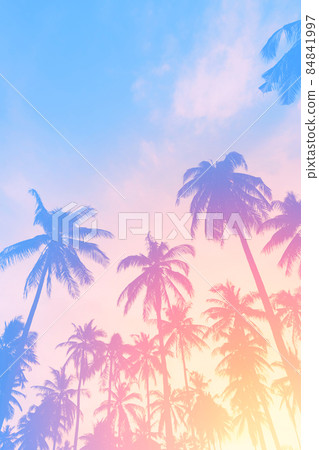 Copy space of tropical palm tree with sun light on sky background. 84841997