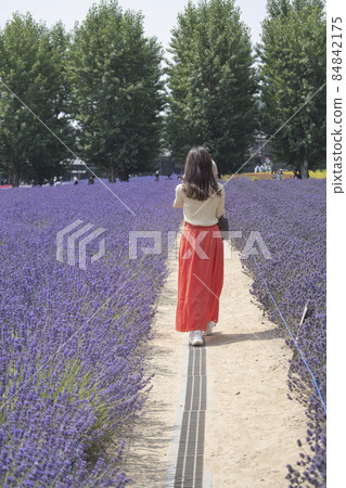 盛開的薰衣草田和女性 84842175