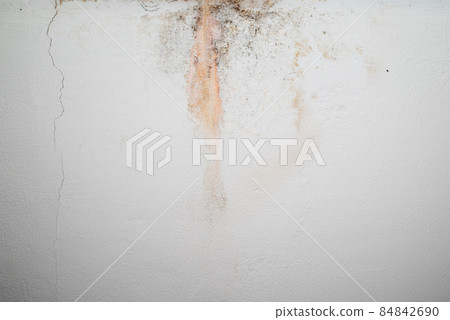 Mold on white background, fungus on white background 84842690