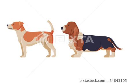 Purebred Dog as Domestic Pet Animal in Standing Pose Side View Vector Set 84843105