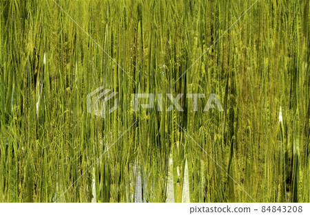 Background texture withered wheat - Stock Illustration [84843208] - PIXTA