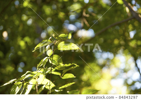 Sunbeams, branch tips, branches, leaves, green Sunbeams, branch tips, branches, leaves, green 84843297