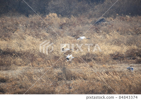 Gangwon-do. Cheorwon Crane Village. Cheorwon-gun. Red-crowned Crane 84843374