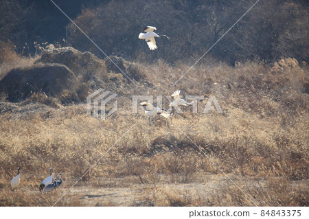 Gangwon-do. Cheorwon Crane Village. Cheorwon-gun. Red-crowned Crane Gangwon-do. Cheorwon Crane Village. Cheorwon-gun. Red-crowned Crane 84843375