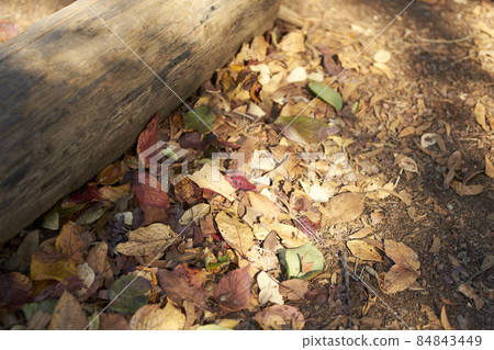 Ground, fallen leaves, dead leaves, soil, feet, up Ground, fallen leaves, dead leaves, soil, feet, up 84843449