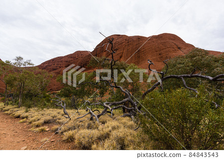 澳大利亞烏魯魯卡塔丘塔國家公園的卡塔丘塔風谷 84843543