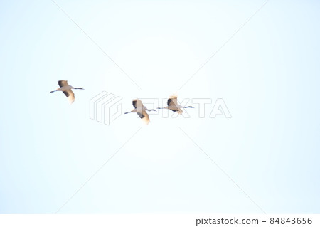 江原道、鐵原鶴村、丹頂鶴、觀鳥 84843656