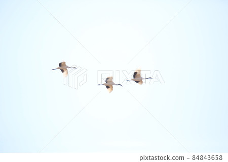 江原道、鐵原鶴村、丹頂鶴、觀鳥 84843658