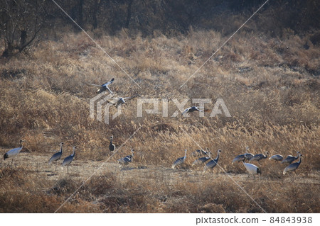 Gangwon-do. Cheorwon Crane Village. Red-crowned Crane. Birdwatching Gangwon-do. Cheorwon Crane Village. Red-crowned Crane. Birdwatching 84843938