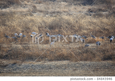 江原道、鐵原鶴村、丹頂鶴、觀鳥 江原道、鐵原鶴村、丹頂鶴、觀鳥 84843946