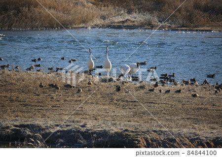Gangwon-do. Cheorwon Crane Village. Red-crowned Crane. Birdwatching 84844100