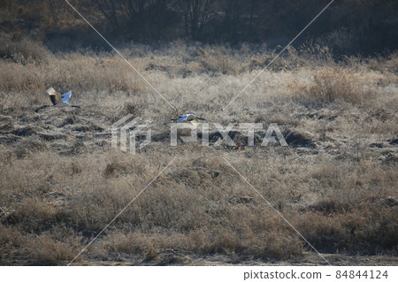 Gangwon-do. Cheorwon Crane Village. Red-crowned Crane. Birdwatching Gangwon-do. Cheorwon Crane Village. Red-crowned Crane. Birdwatching 84844124