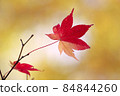 Leaves of autumn leaves 84844260